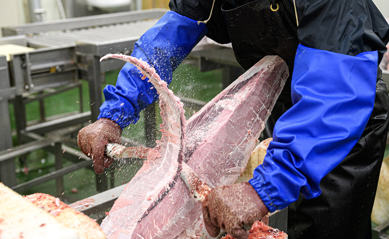 マグロの加工